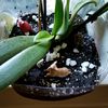 ladybug10_l