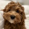 Ellie the Cockapoo