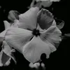 abs_n12