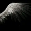 sx_ci9