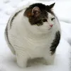 catblack0001