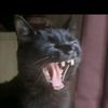 blackcatsmiletion