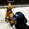 perrunos_misines