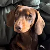 teddysausage