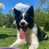 tarathebordercollie