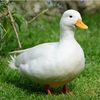 duckiegary
