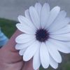 josmarire