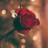 darkrose9797