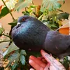 Nigel the Pigeon 𓆡𓅪