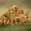 hakuna_matata_1er