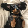 ginny_feathers