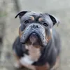 rockythebulldog__