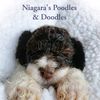 niagaraspoodles_doodles