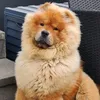 yogibearchow