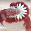 marioglass.betta