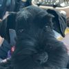 schnauzermom34me
