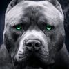 draxer78