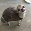 fluffy9009