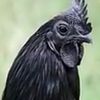 just__a__chicken