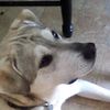 dogtime33