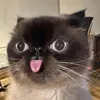 chimletta