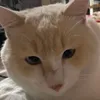 themango26