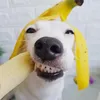 tamchuoii