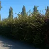 kighuitf