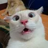 catstubetok