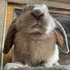Buzz the Bunny