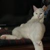 the_caber