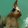 Lucas The Dog