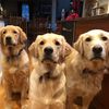 Golden Retriever Trio