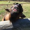 my_crazy_herd