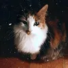 pichigz6