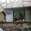 diana_caraciuc