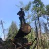 Treekillr
