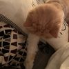 catlions41