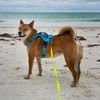 hana.cali.shiba