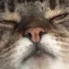 wehavelostgeorge