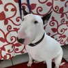tiagobull