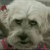 _mlvs_