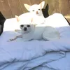 spikeyoz