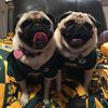 pugmom2