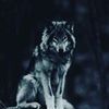 wolvesblade