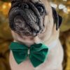 randompugg