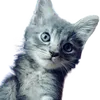 oshie009