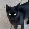 usualsuspect_vt