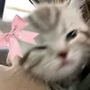 meowgicat