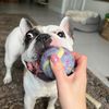 mochi_thefrenchie_